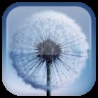 Dandelion Live Wallpaper icon