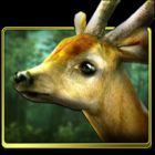 Forest HD icon