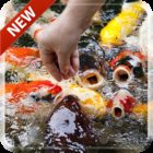 Koi Free 3D Live Wallpaper icon