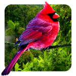 3D birds parallax live wallpaper icon