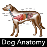 Dog Anatomy : Canine Anatomy icon