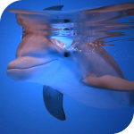 Dolphins HD Live Wallpaper icon