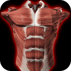 Muscular System 3D (anatomy) icon