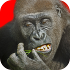 Flying Gorilla icon