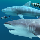 Sharks 3D – Live Wallpaper icon