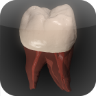 Real Tooth Morphology Free icon