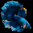 Betta Fish Live Wallpaper FREE icon