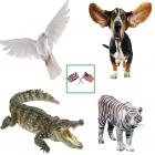 English Animals Vocabulary icon