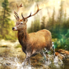 Hunting Clash: Hunting Game. Shooting Simulator icon