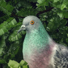 Pigeon: A Love Story icon