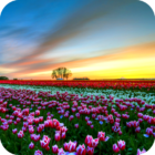 Flower Fields PRO Live Wallpaper icon