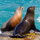 The Sea Lion icon