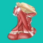 Easy Anatomy icon